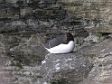 Razorbill - B